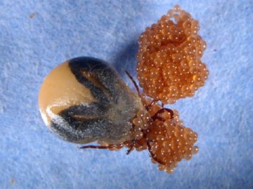 Селищний кліщ: опис і методи боротьби