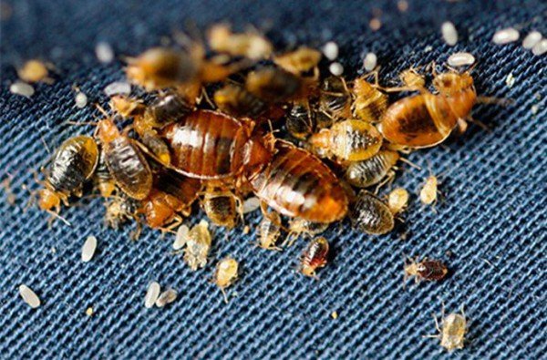 Дезінсекція квартири проводиться в тому випадку, якщо помічено хоча б одна комаха