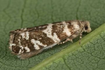 Листовійка: опис, види і способи боротьби з ними