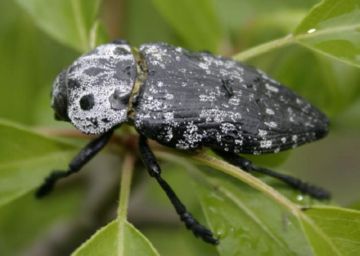 Як захистити сад від небезпечних комах шкідників плодових культур: златок, вертуний, трубковертов, чехлоносок і казарок