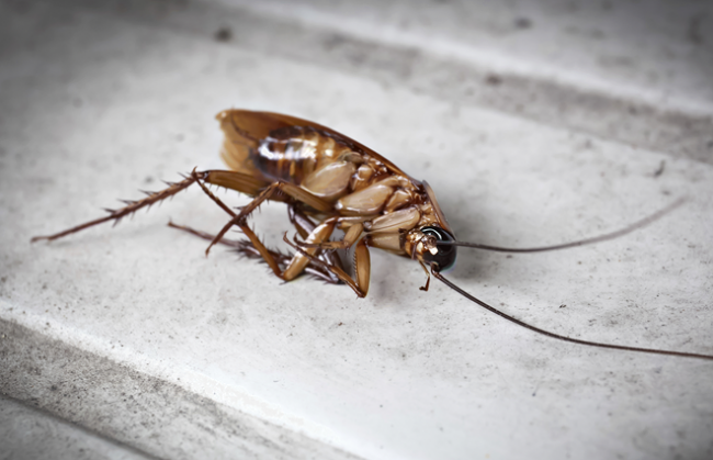 Найефективніший засіб від тарганів: аерозолі, гелі — що вибрати?