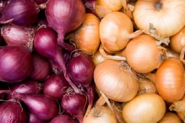 Цибульна нематода: заходи боротьби з серйозним шкідником цибулі та часнику