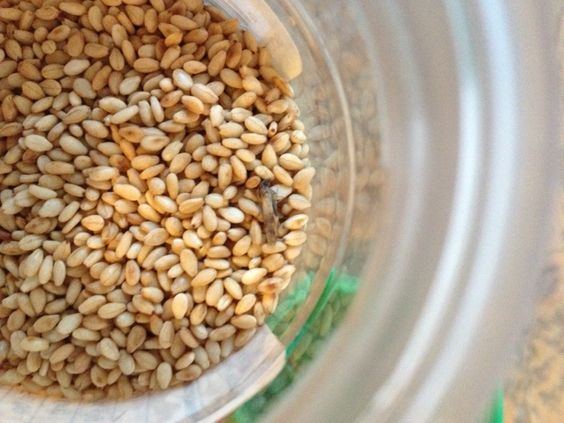 Личинки молі — як захистити квартиру від ненажерливих шкідників?