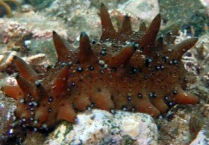 Морський огірок – трепанг, чим корисний