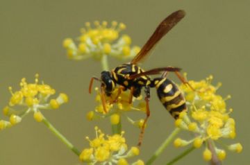 Справжні оси: хижаки і ласуни