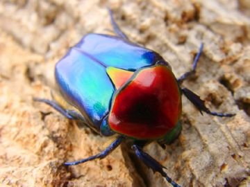 Бронзовка – диво природи чи ворог квітникарів