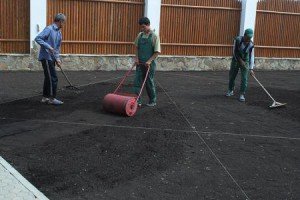 Як правильно вирощувати сіяний газон: поради та основні правила