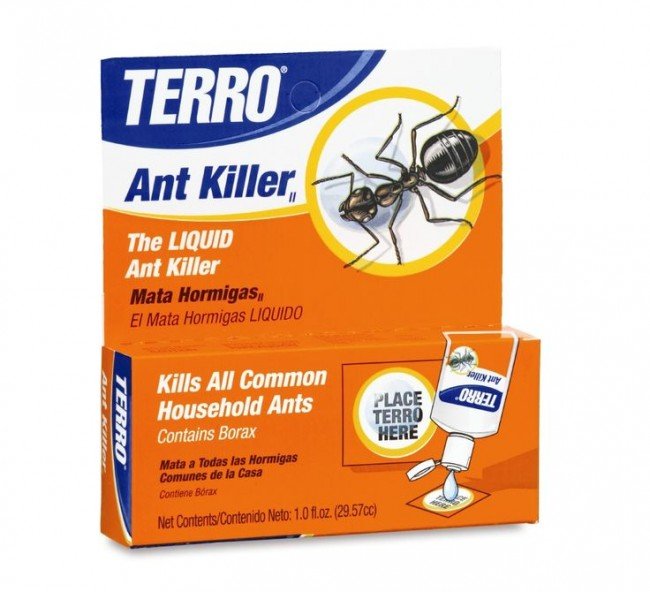 Як позбутися від мурашок в квартирі: труїти не можна помилувати