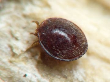 Аргасовые кліщі   як захистити себе і своїх тварин від паразитів