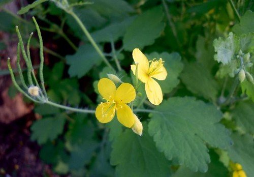 Народні засоби від колорадського жука – надійний захист ваших посадок!