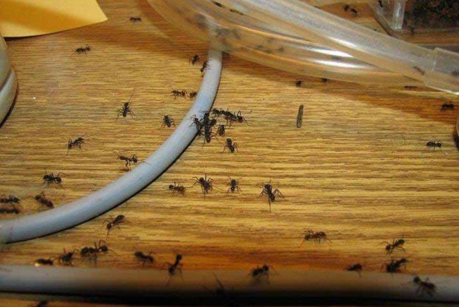 Як позбутися від домашніх мурашок — чи допоможе в цій справі змова?