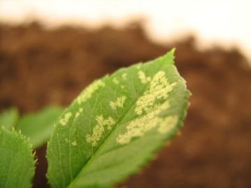 Павутинний кліщ на кімнатних рослинах і найдієвіші методи боротьби з ним