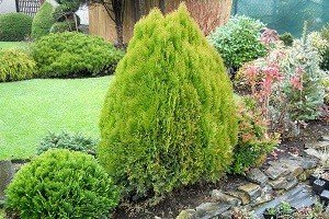 Зразок порядку і гармонії — туя східна Ауреа Нана: характерні особливості