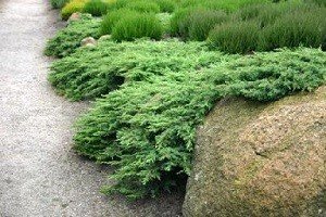 Ягідний чагарник жимолость їстівна: нюанси розмноження, правила посадки і рекомендації по догляду