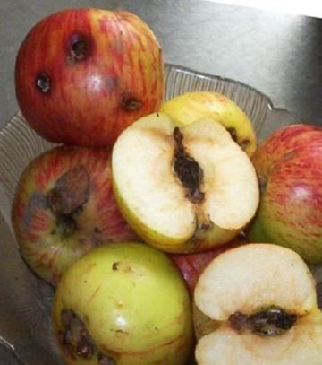 Яблунева плодожерка – ворог плодових дерев