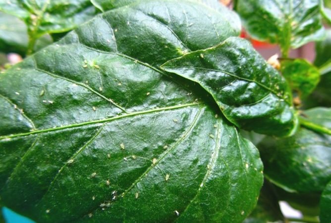 Чому зявляється попелиця на кімнатних рослинах