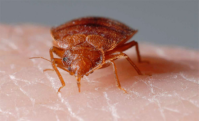 Клопи у квартирі – місця проживання та ознаки появи