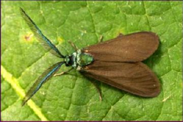 Як правильно провести боротьбу і захист винограду від шкідників