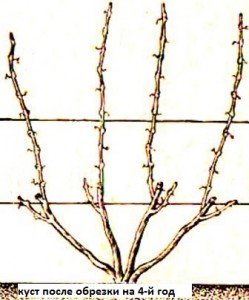 Способи формування виноградного куща