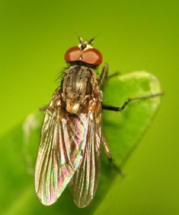 Найнебезпечніші шкідники розсади помідор і ефективна боротьба з ними