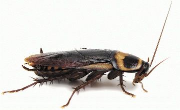 Таракан из США