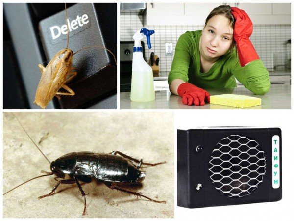 Способи та поради, як вивести тарганів у квартирі та будинку своїми силами