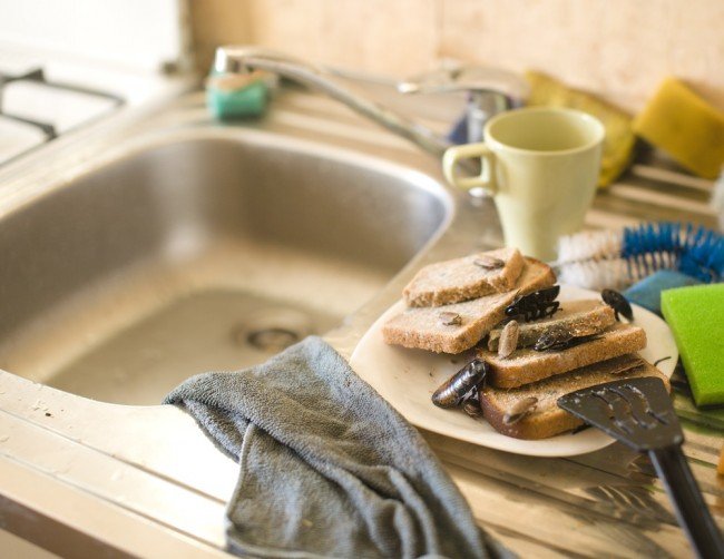 Як позбутися від тарганів в домашніх умовах швидко і ефективно