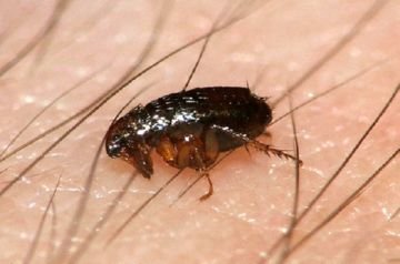 Домашні паразити комахи: їх особливості та методи боротьби