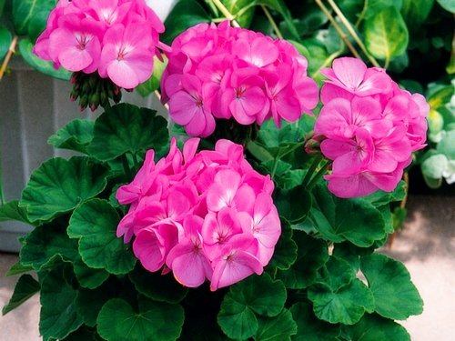 Народні засоби від тарганів: борна кислота, бура, піретрум, ефірну олію