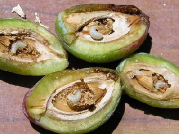 Обробка сливи навесні від шкідників: як врятувати сад від плодожерок, толстоножек та інших шкідників