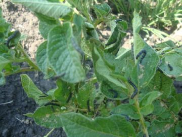 Заходи боротьби з луговим метеликом: як знищити ворога