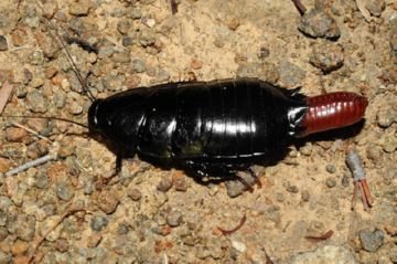 черный таракан с оотекой