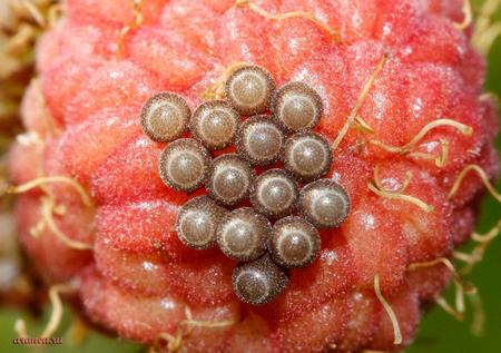 Клоп ягідний: фото та короткий опис сімейства захисників