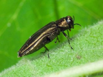 Шкідники смородини: опис найбільш небезпечних комах і методів боротьби з ними