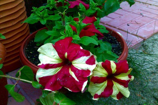 Петунії серії Софістика — рясноквітучі рослини унікальною забарвлення з запашним ароматом