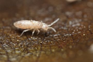 Падура: все про засоби боротьби з шкідником