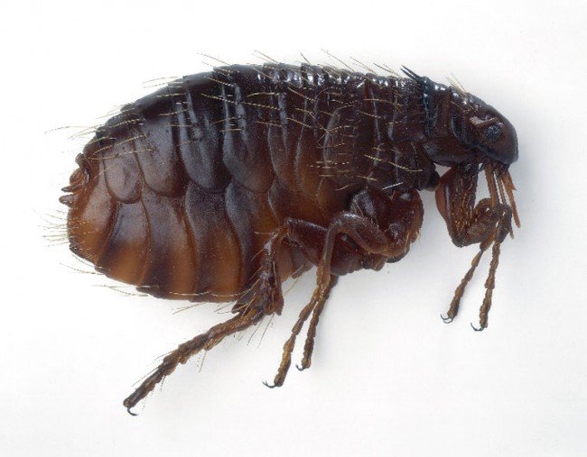 Як позбавитися від блох — ефективні та перевірені способи