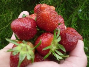 Домашні заготовки з полуниці