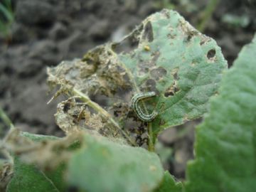 Заходи боротьби з луговим метеликом: як знищити ворога