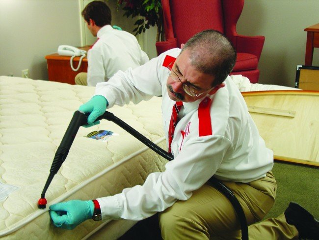 Як вивести клопів у квартирі: дезінсекція або народні методи?