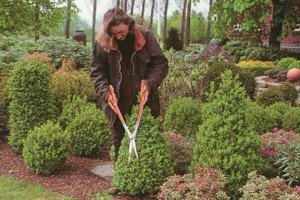 Догляд за туями навесні: особливості обрізки, формування крони та підживлення