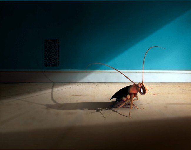 Як вивести тарганів з квартири назавжди — Найкращі методи