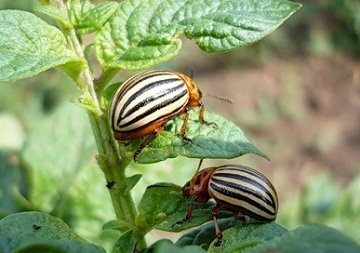Колорадський жук   опис і методи боротьби з ним