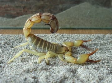 Скорпіон андроктонус або «вбиває чоловіків»