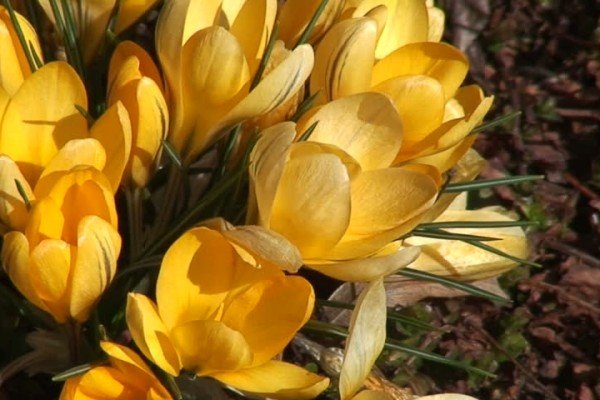 Якими бувають жовті багаторічники: види і сорти рослин, опис та фото з назвами