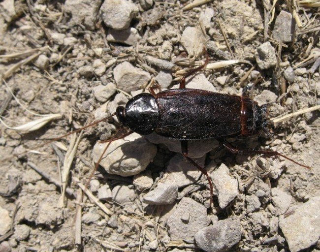 Чорний тарган в будинку або квартирі : Звідки прийшов і як боротися?