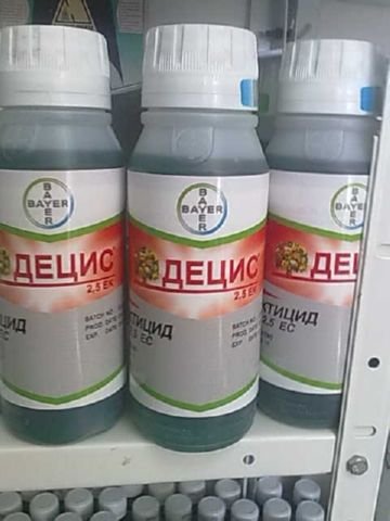 Як позбутися від морквяної мухи: методи знищення