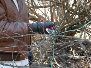 Ложнощитовки: заходи боротьби з акациевой та іншими видами шкідника