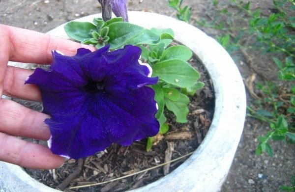 Петунія крупноквіткова: огляд сортів і особливості вирощування