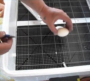 Інкубатор «Несучка»: опис і пристрій, технічні характеристики